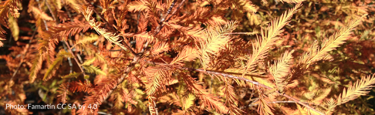 110314_Fall_Color_and_Care_of_Bald_Cypress.jpg