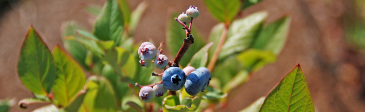 2013_529_MGM_Blueberries_National_Blueberry_Month.jpg