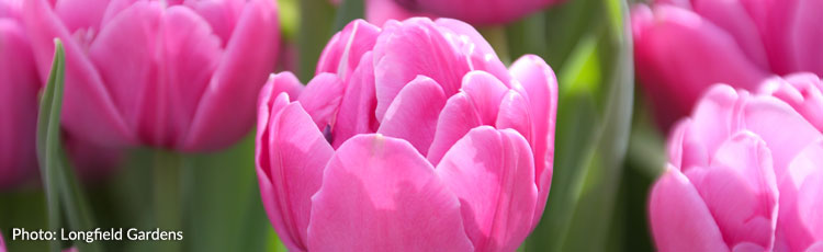 092118_Grow_Double_Tulips-THUMB.jpg