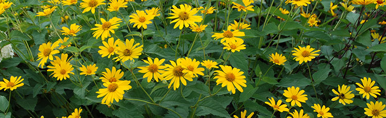 040120_Growing_False_or_Ox_Eye_Sunflower_Heliopsis_helianthoides.jpg