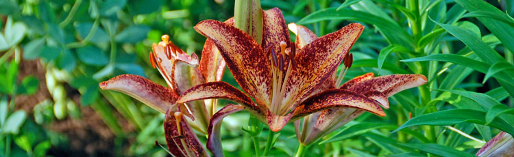 050418_Grow_Hardy_Lilies_for_Fragrant_Blooms_Summer_to_Fall.jpg
