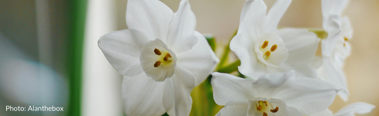 2010_125_MGM_Forcing_Paper_White_Narcissus_into_Bloom.jpg