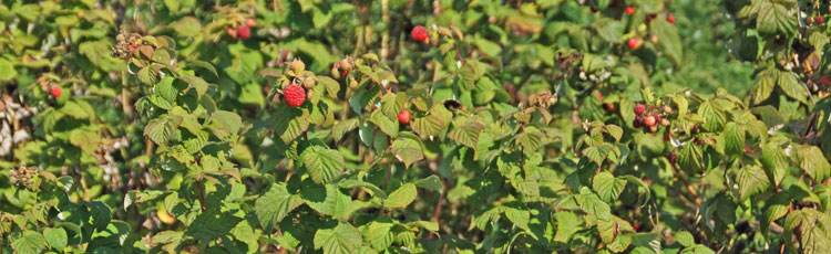 Purplish-Brown-Stems-on-Raspberry-Plants.jpg