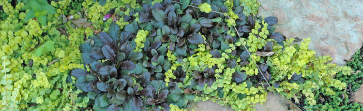 Groundcover-That-Tolerates-Foot-Traffic.jpg