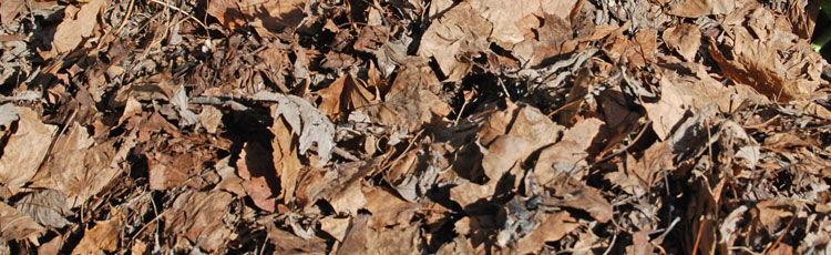 Using-Fall-Leaves-to-Improve-the-Soil.jpg
