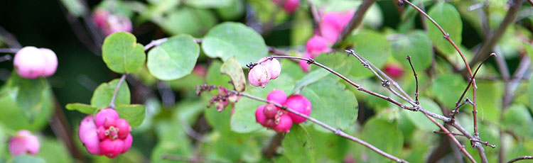 021921_Native_Coral_Berry_Shrub_for_Challenging_Sites.jpg