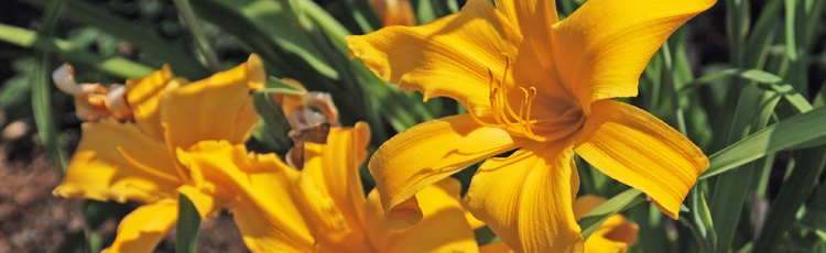 Revive-Non-Blooming-Daylily-THUMB.jpg