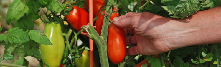 2010_65_MGM_Harvest_Tomatoes_for_the_Best_Flavor.jpg