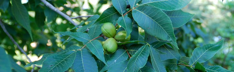 092519_Harvesting_and_Storing_Hickory_and_Black_Walnuts.jpg