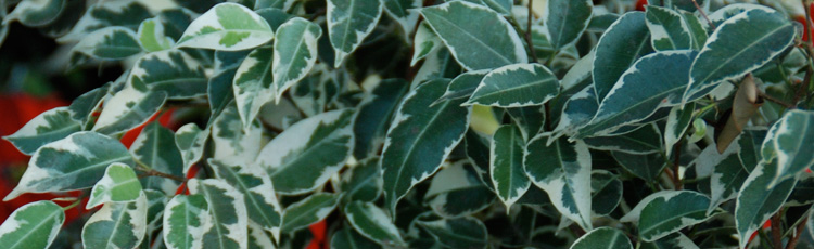 White-Fuzzy-Substance-on-Ficus-Leaves.jpg