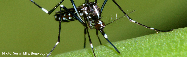 062215_Managing_Mosquitoes_National_Mosquito_Control_Week.jpg