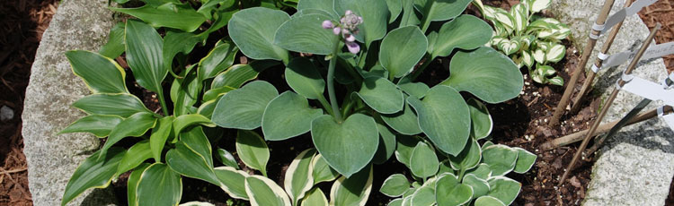 Growing-Hosta-in-Containers-THUMB.jpg