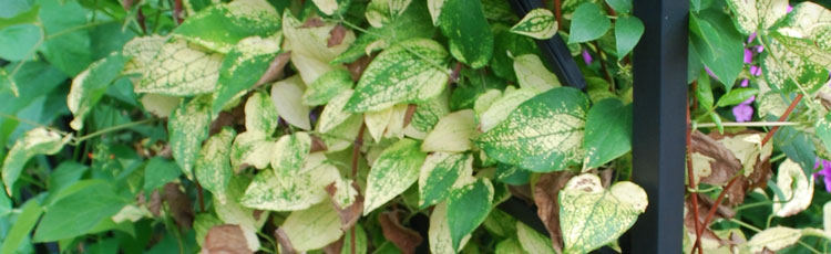 Clematis-Foliage-is-Yellow.jpg