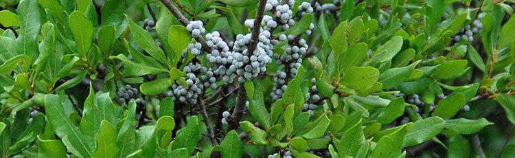 112520_Northern_and_Southern_Bayberry-THUMB.jpg
