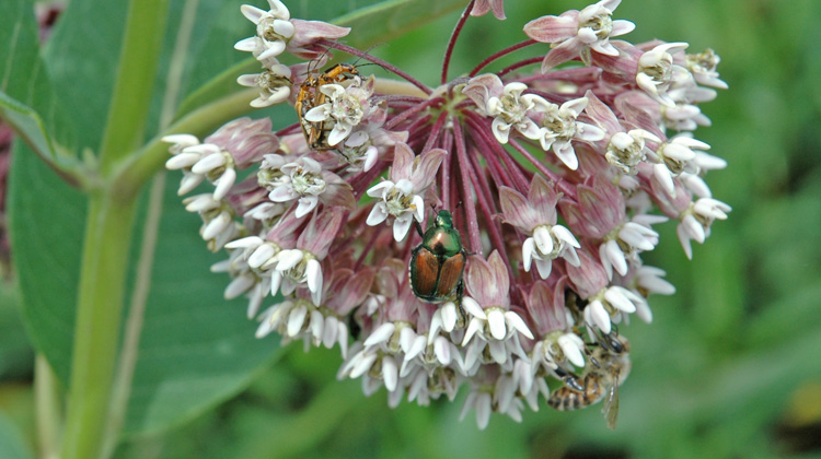Dealing-with-Japanese-Beetles-without-Pesticides.jpg