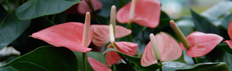 2012_306_MGM_Anthuriums_for_Valentines_Day_and_Indoor_Gardens.jpg