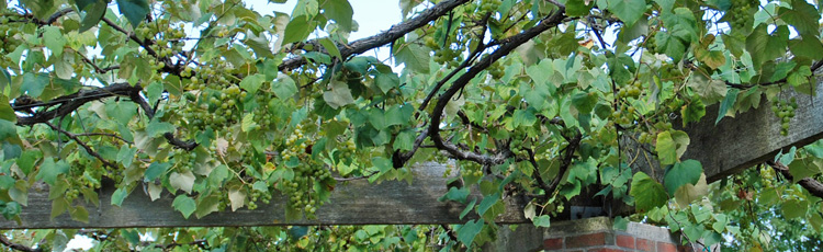 Pruning-Grape-Vines-THUMB.jpg