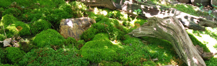 MOSS-CAN-BE-A-BEAUTIFUL-GARDEN-OR-ACCENT-THUMB.jpg