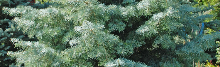 121018_Concolor_Fir_in_the_Garden_or_Christmas_Tree_Stand-THUMB.jpg