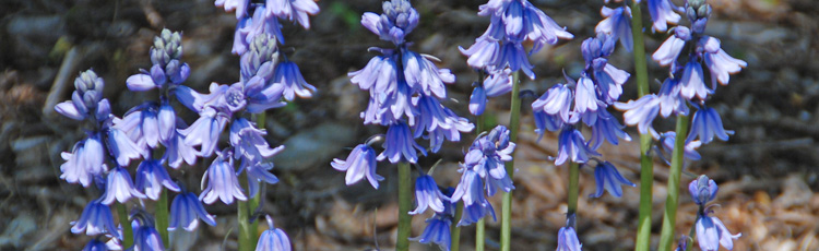 Wood-Hyacinth-THUMB.jpg