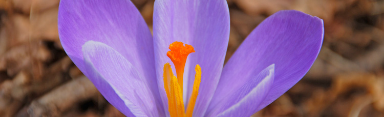 What-to-Do-with-Potted-Crocus-After-Flowering-THUMB.jpg