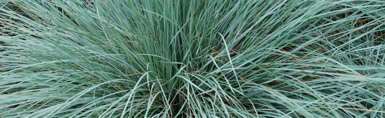 Hardy-Ornamental-Grasses-THUMB.jpg