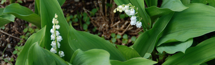 Keep-Lily-of-the-Valley-Growing.jpg