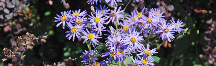 091218_Sky_Blue_Aster_for_the_Fall_Garden_and_Butterflies-THUMB.jpg