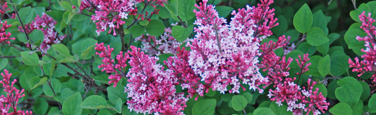 No-Flowers-on-Lilac-THUMB.jpg