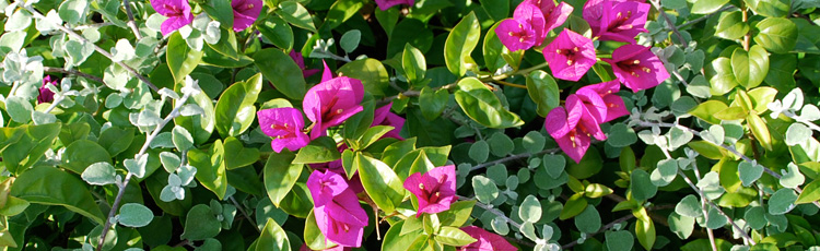 2013_513_MGM_Nudge_Your_Bougainvillea_Into_Bloom.jpg
