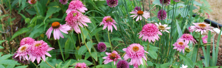 2012_396_MGM_A_New_Look_for_Coneflowers.jpg