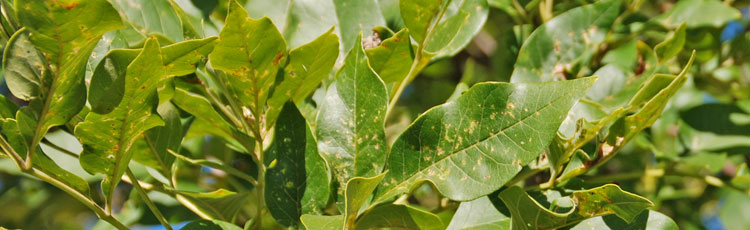 Leaves-of-Ash-Tree-are-Drying-Up-and-Falling-Off.jpg
