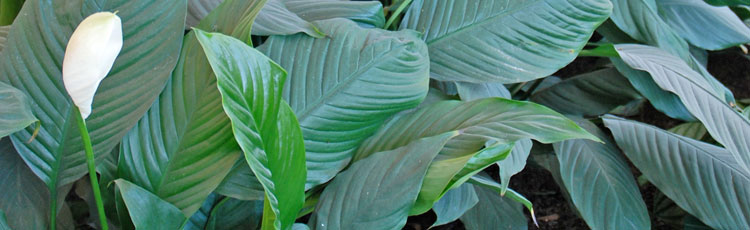 Leaves-of-Peace-Lily-Have-Brown-Edges.jpg