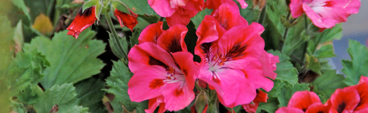 Best-Time-to-Replant-Cuttings-from-Geraniums-THUMB.jpg