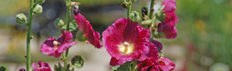Best-Time-to-Plant-Hollyhock-Seeds-THUMB.jpg