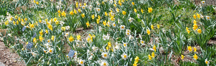 040816_Daffodils_Brighten_the_Spring_Garden.jpg