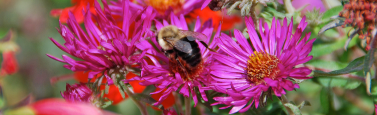 101016_Fall_Blooming_Pollinator_Plant_Alma_Potschke_Aster.jpg