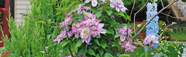 Why-Does-My-Clematis-Bloom-Earlier-than-My-Neighbors.jpg