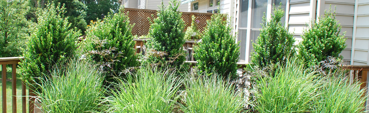 Growing-Arborvitae-in-Containers-THUMB.jpg