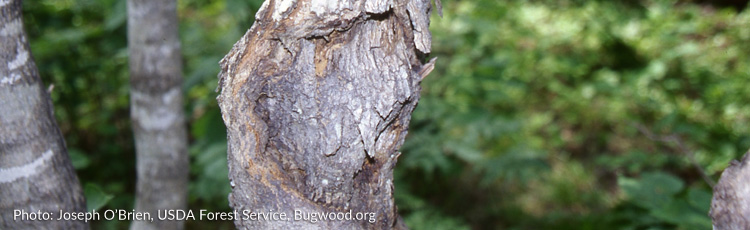 2013_508_MGM_Cankers_Sunken_discolored_areas_on_Trees.jpg