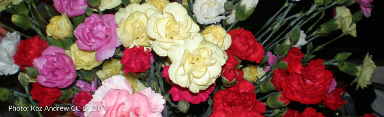 2012_345_MGM_Carnations_for_Mothers_Day.jpg
