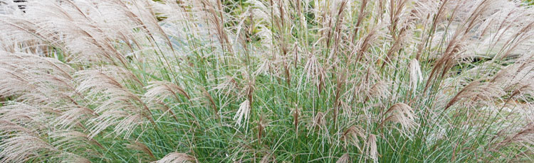 How-Long-Will-it-Take-for-Miscanthus-to-Reach-Mature-Height.jpg