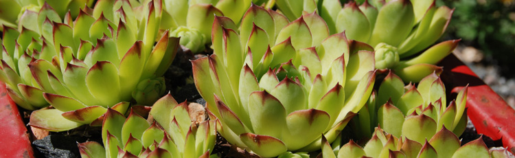 Growing-Hens-and-Chicks-in-Zone-5.jpg