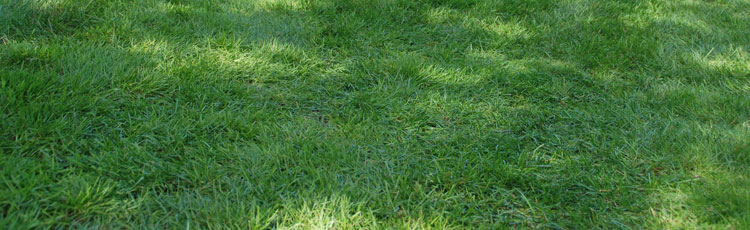 Beautiful-Bluegrass-Lawn-without-Chemicals.jpg