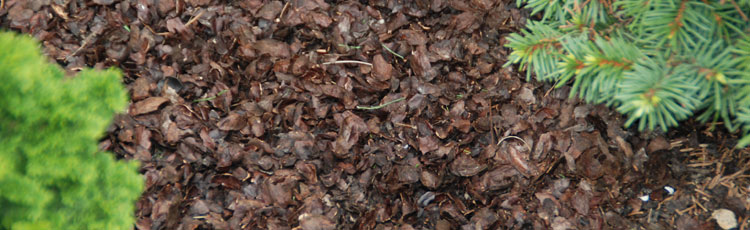 Cocoa-Bean-Shells-as-Mulch.jpg