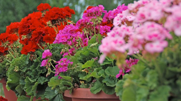 Caring-for-Geraniums-Over-Winter.jpg