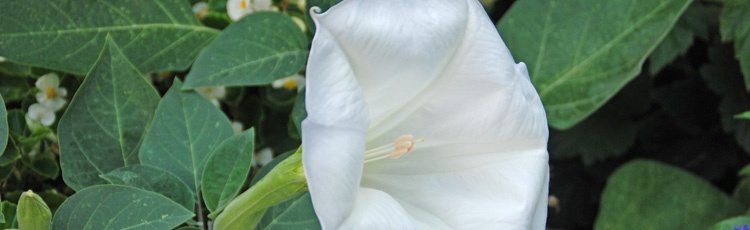 Several-Different-Plants-Go-By-the-Name-Angels-Trumpet-THUMB.jpg