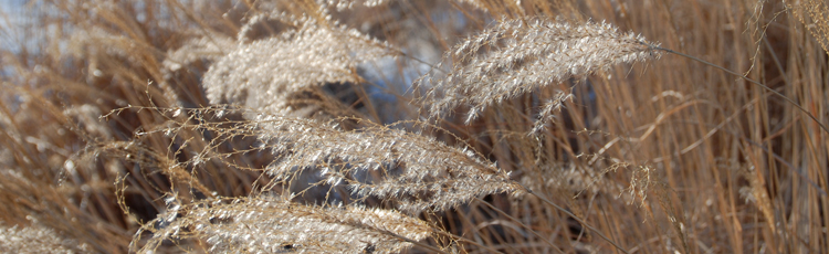 100716_Fall_and_Winter_Care_for_Ornamental_Grasses.jpg