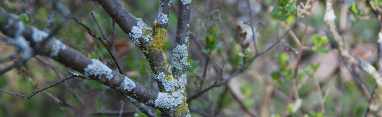 052715_Flaky_Growths_Lichens_on_Trees_and_Shrubs.jpg