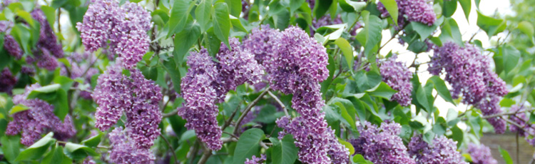 Coaxing-Transplanted-Lilac-to-Bloom-THUMB.jpg